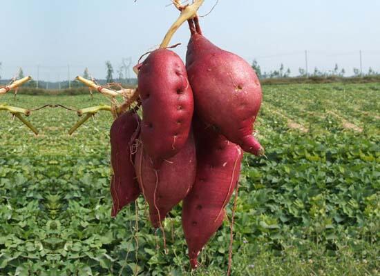 糧油類配送：番薯/紅薯 現挖