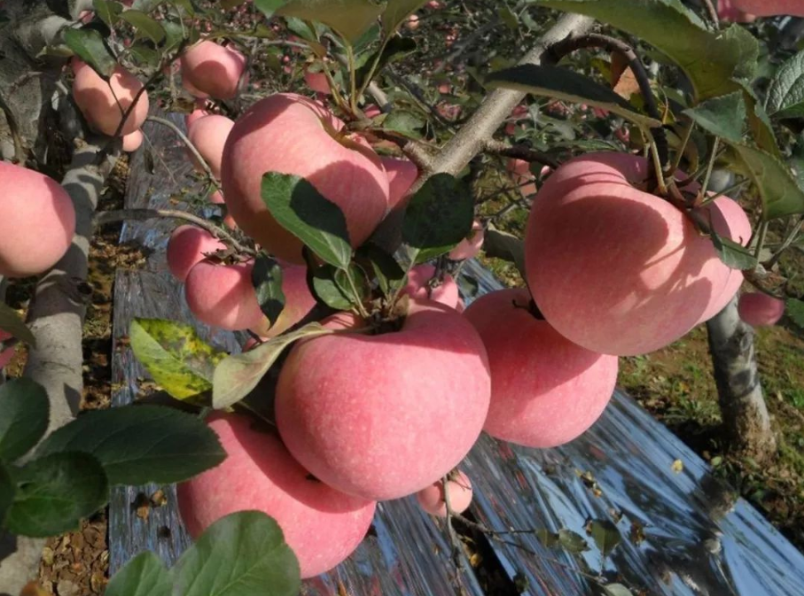 農(nóng)產(chǎn)品配送公司為您報(bào)道：來自陜西千陽(yáng)蘋果的故事